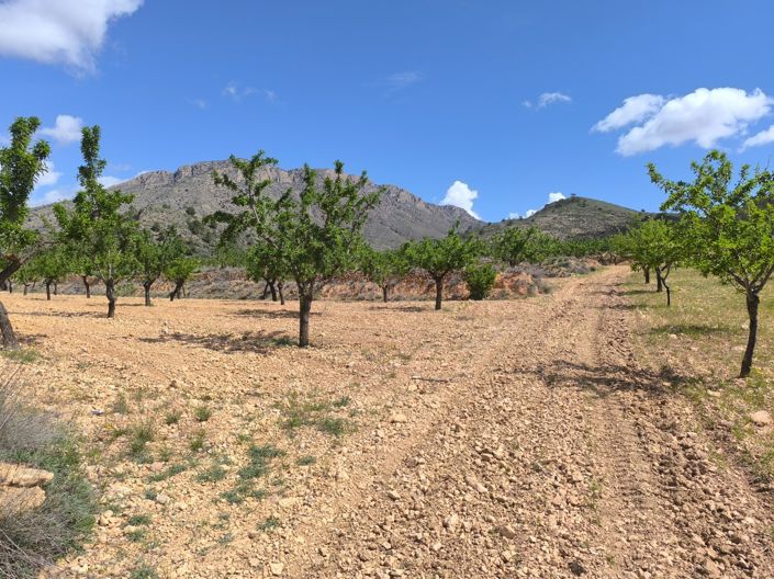 Image No.4-Terre à vendre à Orihuela