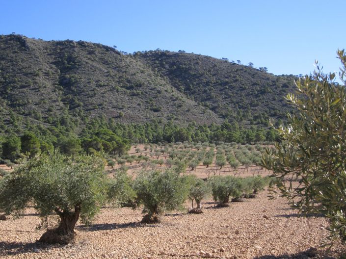 Image No.2-Terre à vendre à Yecla