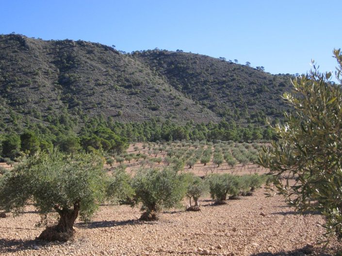Image No.2-Terre à vendre