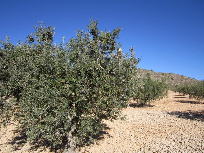 Image No.5-Land for sale