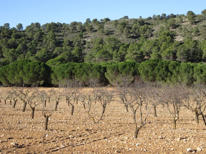 Image No.1-Terre à vendre à Yecla