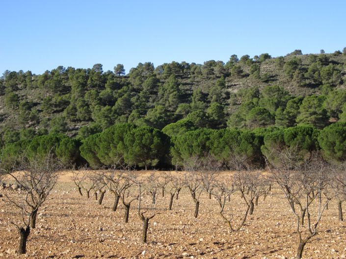 Image No.4-Terre à vendre à Yecla