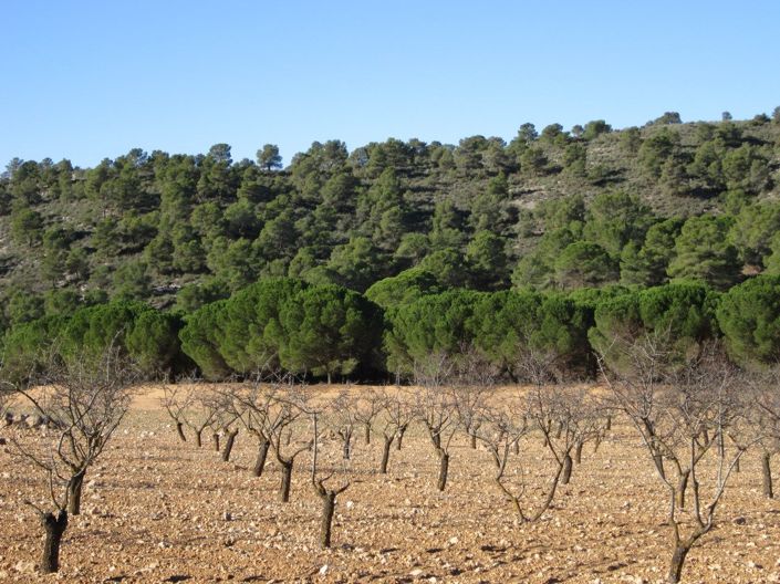 Image No.4-Terre à vendre