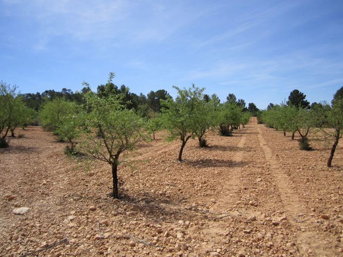 Image No.2-Terre à vendre à Yecla