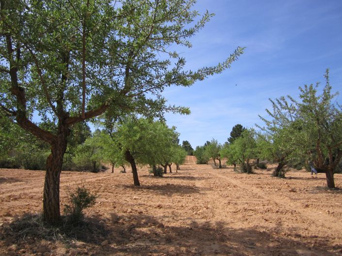 Image No.4-Land for sale