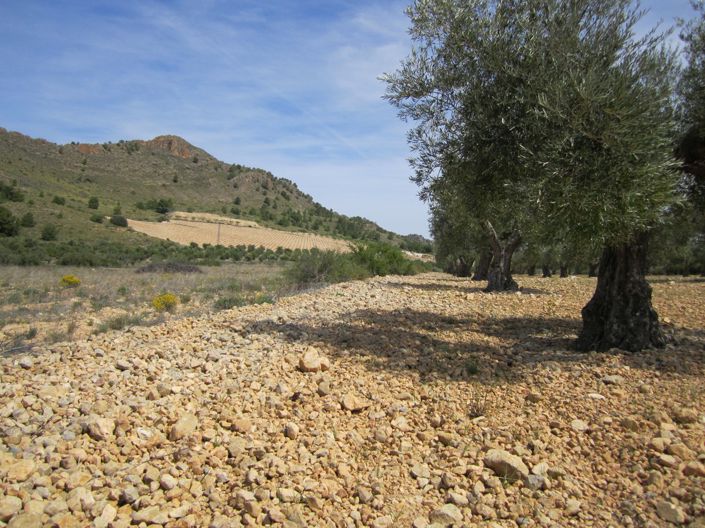 Image No.3-Terre à vendre à Yecla