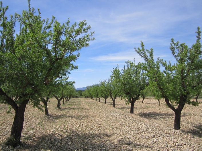 Image No.5-Terre à vendre à Yecla