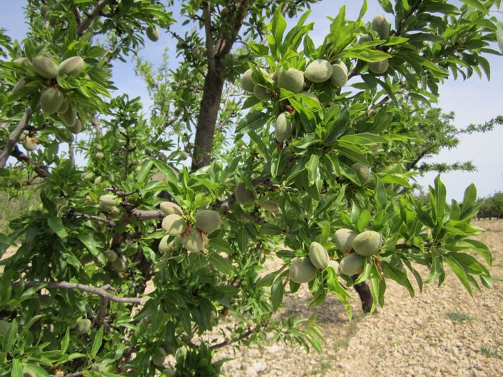 Image No.4-Terre à vendre à Yecla