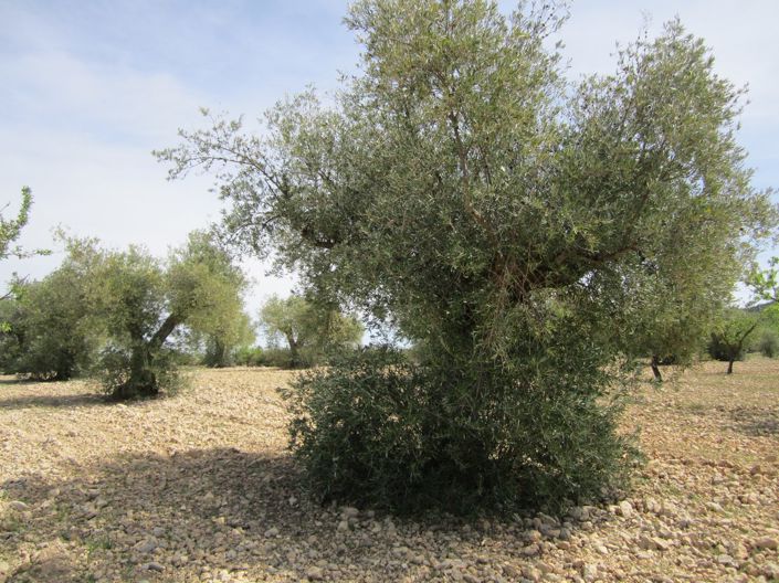 Image No.7-Terre à vendre à Yecla