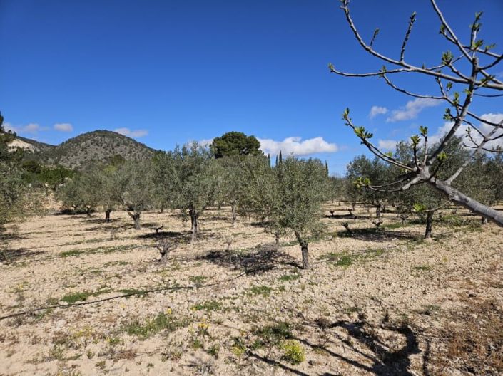 Image No.50-5 Bed Country House for sale