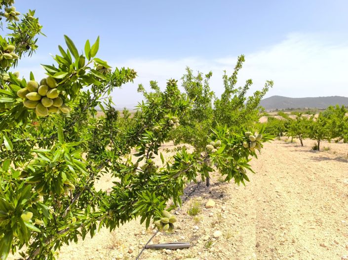 Image No.4-Terre à vendre à Pinoso