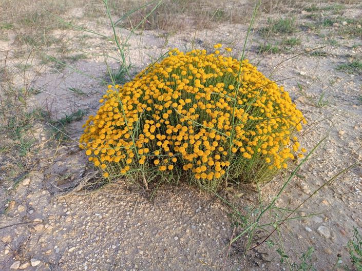 Image No.13-Maison de campagne de 1 chambre à vendre à Yecla