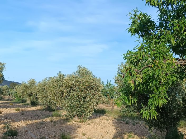 Image No.15-Maison de campagne de 1 chambre à vendre à Yecla