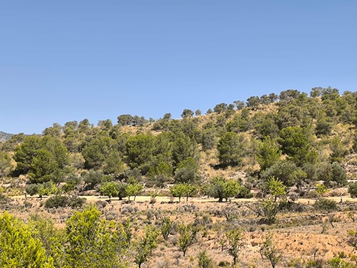 Image No.1-Terre à vendre à Monóvar