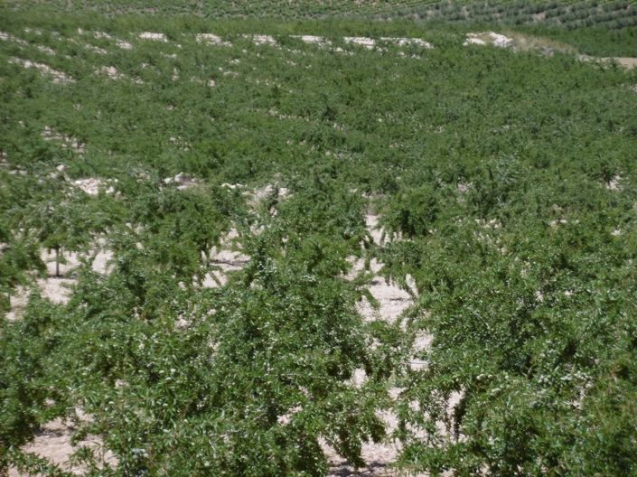 Image No.1-Land for sale