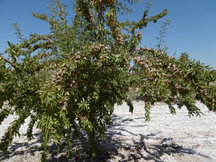 Image No.11-Land for sale