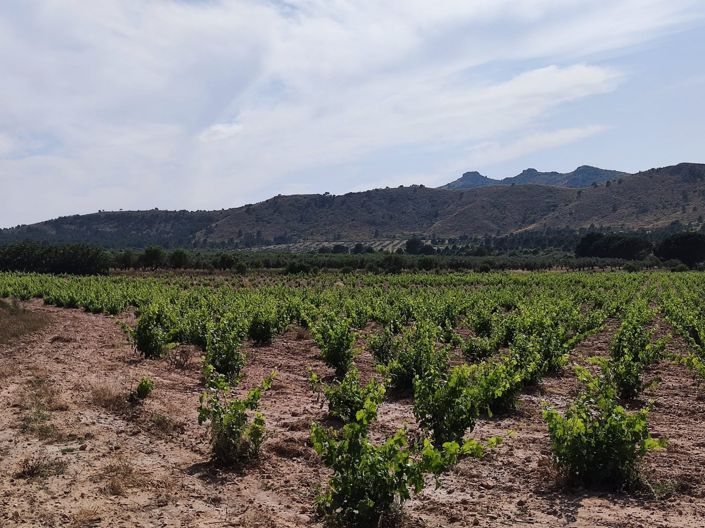 Image No.20-10 Bed Country House for sale