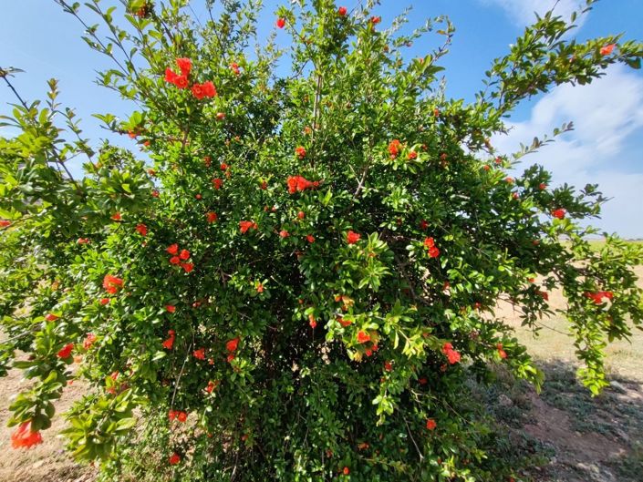 Image No.23-10 Bed Country House for sale