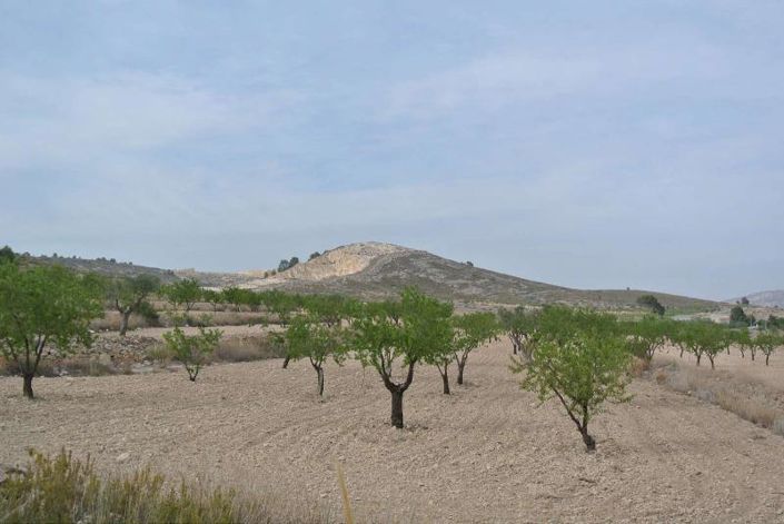 Image No.10-Terre à vendre à Jumilla