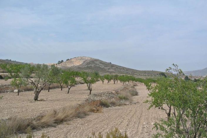 Image No.11-Terre à vendre à Jumilla