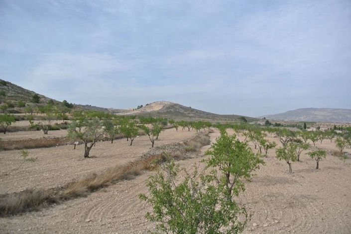 Image No.2-Terre à vendre à Jumilla