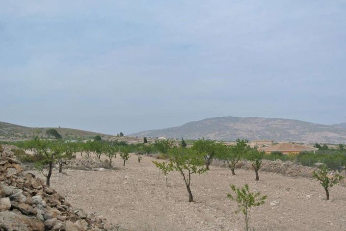 Image No.4-Terre à vendre à Jumilla