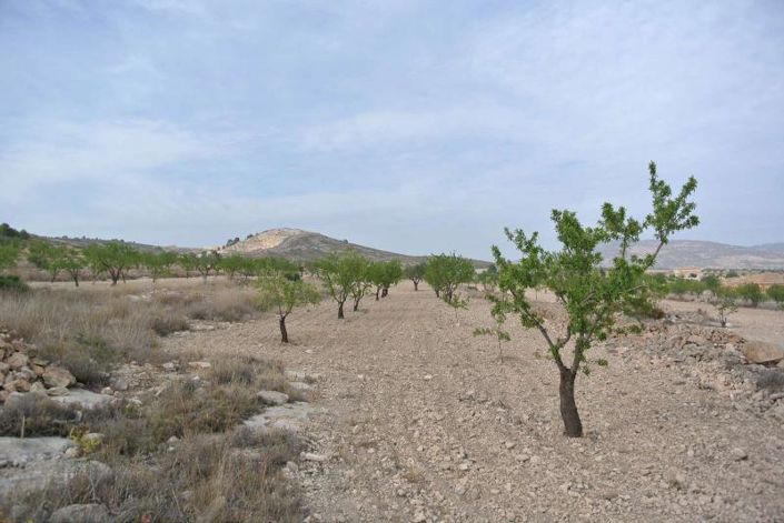 Image No.9-Terre à vendre à Jumilla