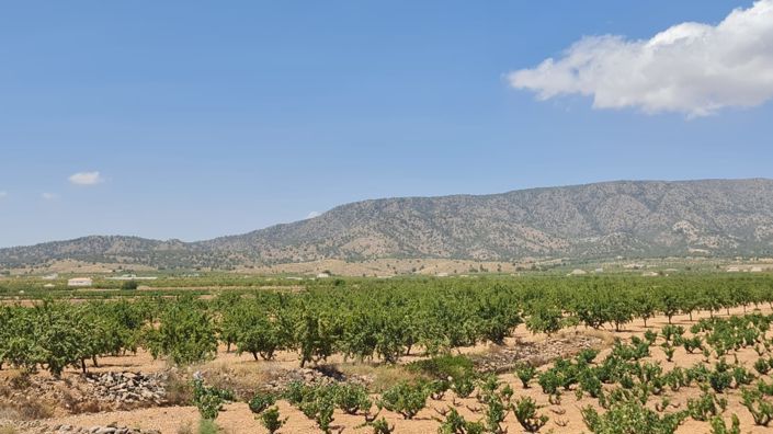 Image No.17-Villa de 3 chambres à vendre à Pinoso