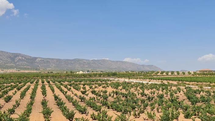 Image No.4-Villa de 3 chambres à vendre à Pinoso