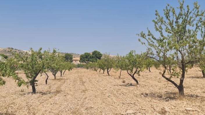Image No.4-Terre à vendre à Jumilla
