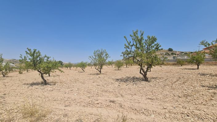 Image No.6-Terre à vendre à Jumilla