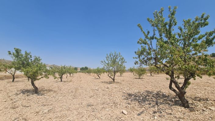 Image No.8-Terre à vendre à Jumilla