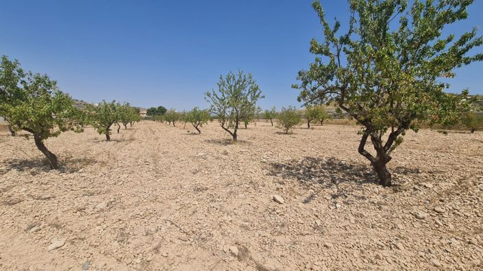 Image No.9-Terre à vendre à Jumilla