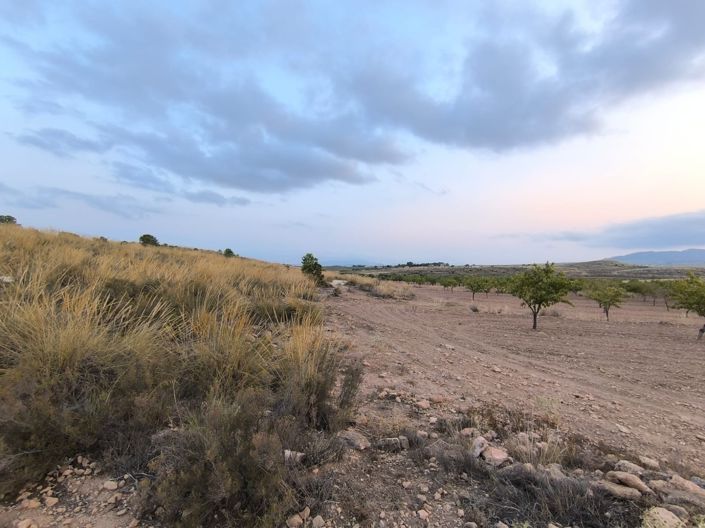 Image No.4-Terre à vendre à Pinoso