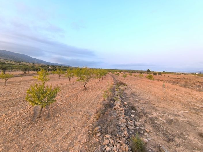 Image No.2-Terre à vendre à Pinoso