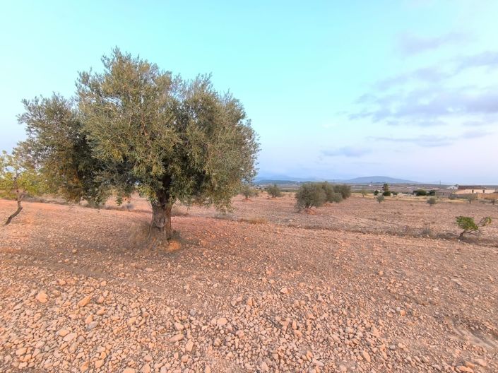 Image No.5-Terre à vendre à Pinoso