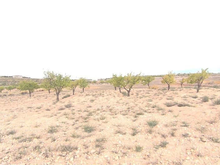 Image No.2-Terre à vendre à Pinoso