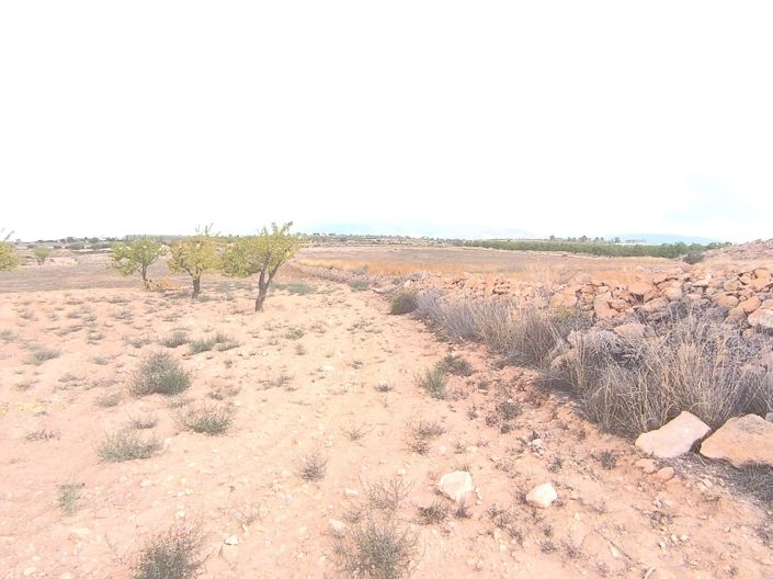 Image No.3-Terre à vendre à Pinoso