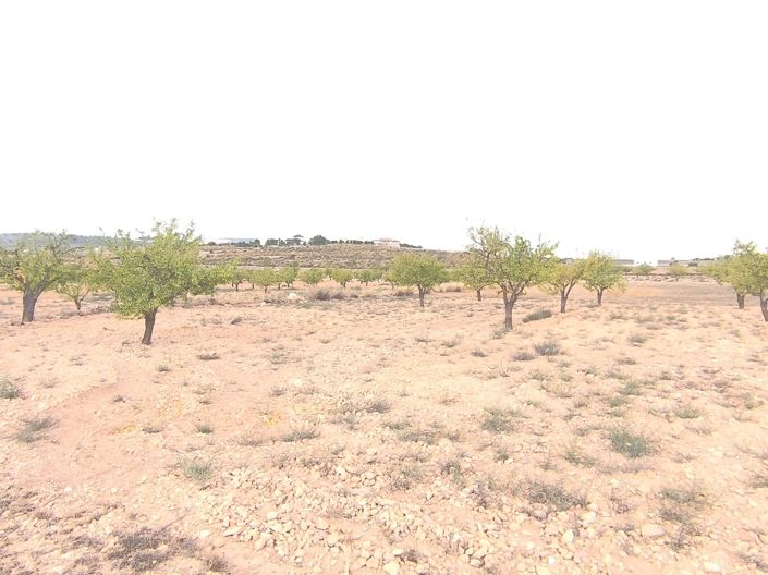 Image No.4-Terre à vendre à Pinoso