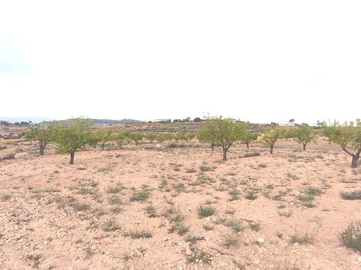 Image No.5-Terre à vendre à Pinoso