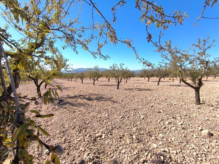 Image No.4-Terre à vendre à Monóvar