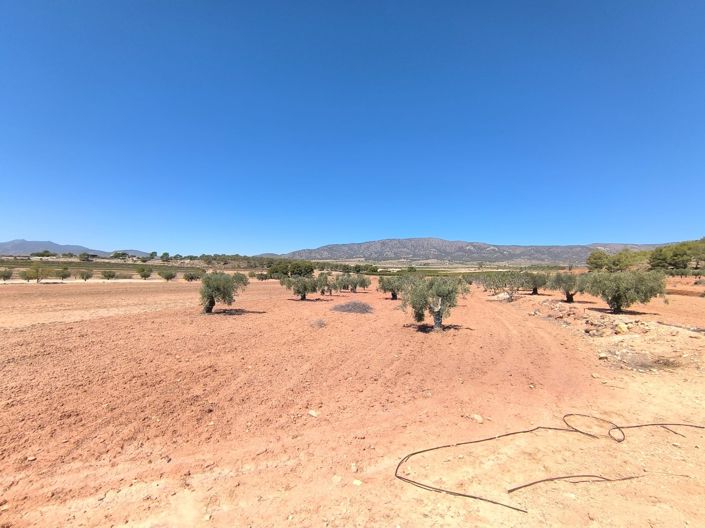 Image No.2-Terre à vendre à Monóvar