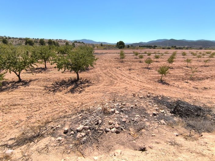 Image No.2-Terre à vendre à Monóvar