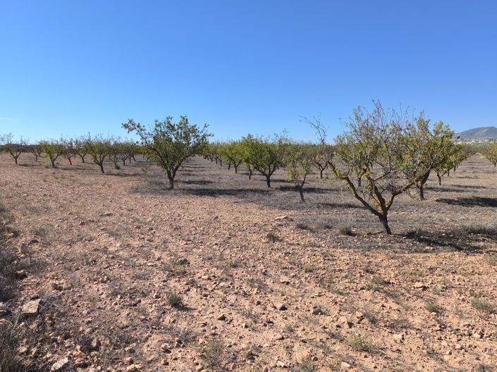 Image No.4-Terre à vendre à Pinoso