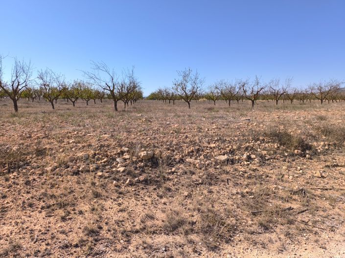 Image No.6-Terre à vendre à Pinoso