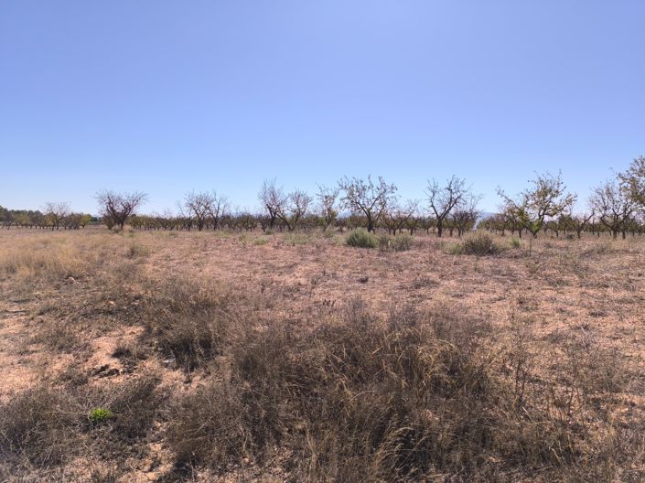 Image No.7-Terre à vendre à Pinoso