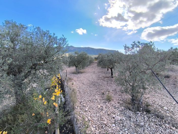 Image No.10-Maison de campagne de 5 chambres à vendre à Yecla