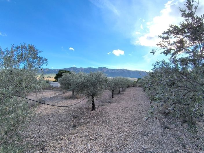 Image No.9-Maison de campagne de 5 chambres à vendre à Yecla