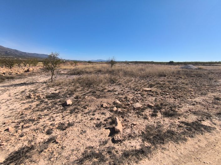 Image No.5-Terre à vendre à Pinoso