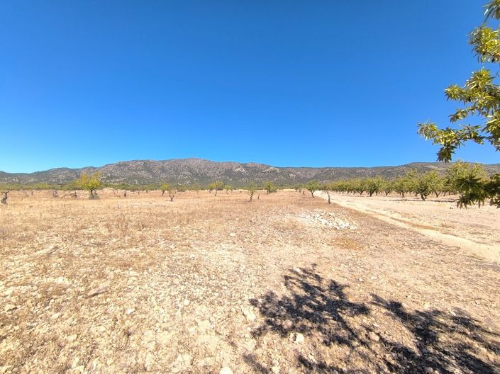 Image No.3-Terre à vendre à Monóvar